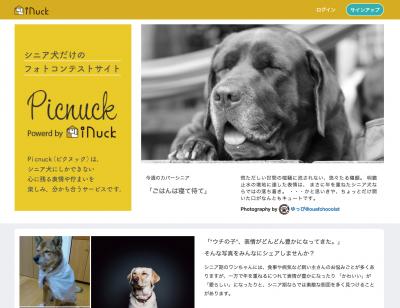 シニア犬の表情や佇まいが楽しい、シニア犬限定フォトコンテストサービス Picnuckリリースのお知らせ